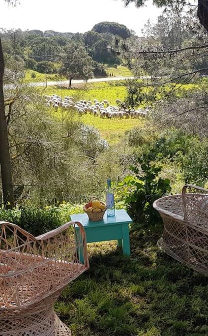 Koala Valdareina, Piscine Chauffee, Benagil-carvoeiro Carvoeiro (Lagoa)